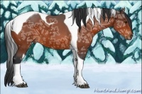 Horse Color:Bay Ice Tobiano 