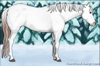 Horse Color:Red Dun Sabino Appaloosa