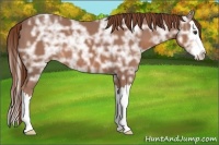 Horse Color:Chestnut Ice Sabino Splash