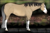 Horse Color:Bay Dun Sabino Splash