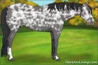 Horse Color:Black Ice Sabino