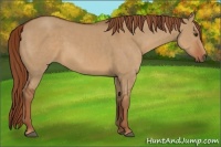 Horse Color:Red Dun Sabino 