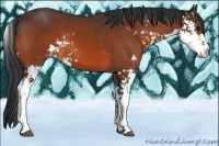 Horse Color:Bay Sabino