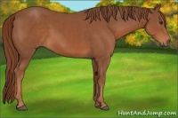 Horse Color:Chestnut Sabino 