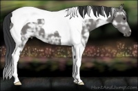 Horse Color:Black Ice Tobiano