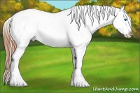 Horse Color:White Spotted Grullo Splash Appaloosa Rabicano  Brindle