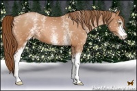 Horse Color:White Spotted Bay Pearl