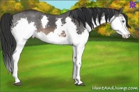 Horse Color:Brown Splash