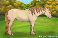 Horse Color:Gold Champagne Dun 