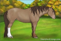 Horse Color:Classic Champagne 