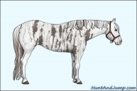 Horse Color:White Spotted Grullo Appaloosa Rabicano Brindle