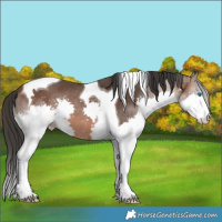 Horse Color:Brown Splash Tobiano