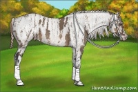 Horse Color:White Spotted Brown Dun Appaloosa Rabicano Brindle