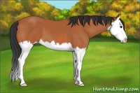 Horse Color:Bay Splash 