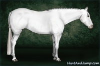 Horse Color:White Spotted Grullo Appaloosa Rabicano  Brindle