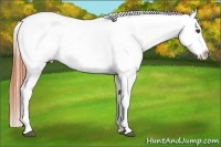 Horse Color:Bay Dun Appaloosa 