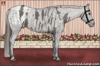 Horse Color:White Spotted Grullo Appaloosa Rabicano Brindle