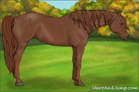 Horse Color:Chestnut Rabicano 
