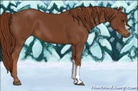 Horse Color:Chestnut 