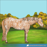 Horse Color:Grullo Splash Tobiano Appaloosa Rabicano  Brindle