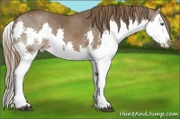 Horse Color:Liver Chestnut Splash
