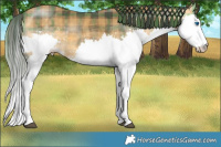 Horse Color:Plaid Buckskin Splash