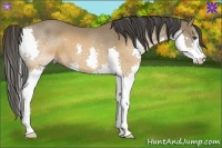Horse Color:Buckskin Splash 