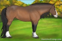 Horse Color:Buckskin Splash 