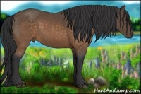 Horse Color:Buckskin 