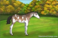Horse Color:Brown Splash Appaloosa