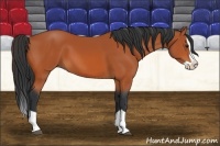 Horse Color:Bay Splash 