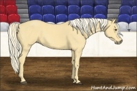 Horse Color:Palomino 