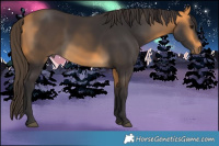 Horse Color:Buckskin 