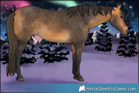 Horse Color:Buckskin 