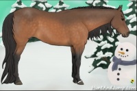 Horse Color:Buckskin 