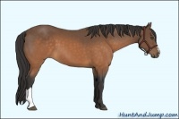 Horse Color:Buckskin 