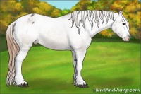 Horse Color:Buckskin Ice Splash Varnish 