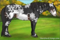 Horse Color:Brown Ice Frame Appaloosa