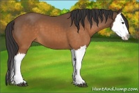 Horse Color:Buckskin Splash 