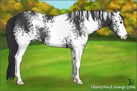 Horse Color:White Spotted Black