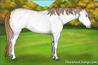 Horse Color:White Spotted Chestnut 