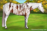 Horse Color:Brown Appaloosa  Brindle