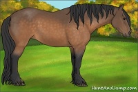 Horse Color:Buckskin 