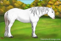 Horse Color:Brown Appaloosa Brindle