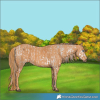 Horse Color:Brown Splash Appaloosa  Brindle