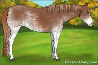 Horse Color:White Spotted Chestnut 