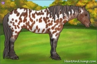 Horse Color:Brown Appaloosa Brindle