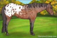 Horse Color:Brown Appaloosa  Brindle
