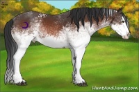 Horse Color:White Spotted Bay Splash 