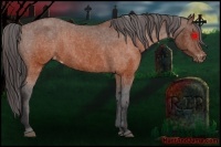 Horse Color:Brown Appaloosa  Brindle